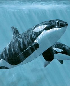 Mother And Son- Orcas