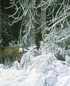 Snow Palace – Mule Deer