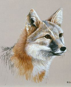 Swift Fox