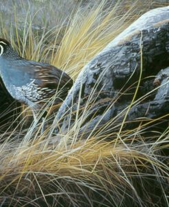 California Quail