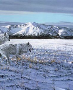 First Snow – Arctic Wolves