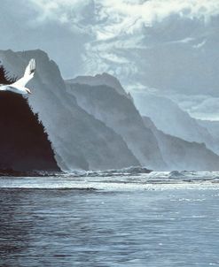 White Tailed Tropic Birds