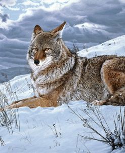 Darkening Sky- Coyote