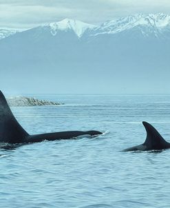 Silent Passage- Orcas