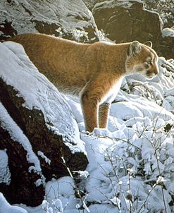Winter Lookout- Cougar