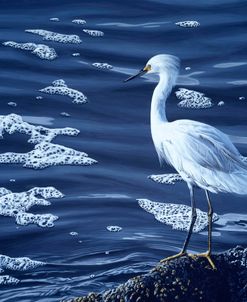 Snowy Egret