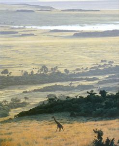 Morning On The Mara