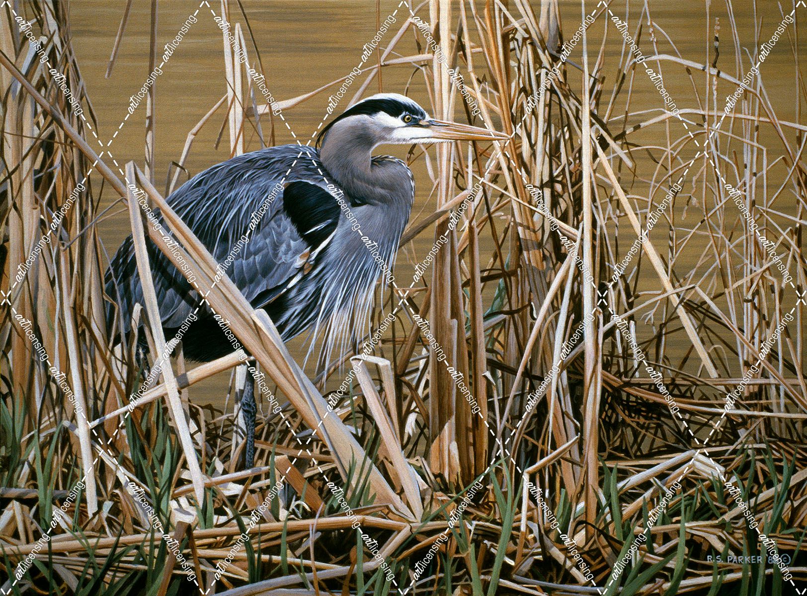 Early Spring – Great Blue Heron