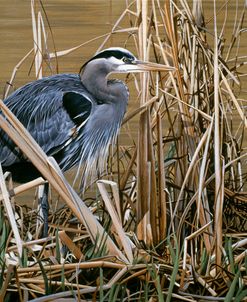Early Spring – Great Blue Heron