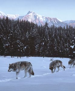 Evening Glow- Wolf Pack