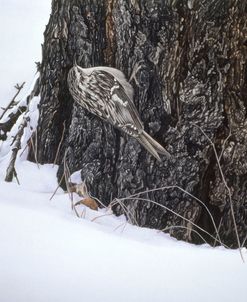 Brown Creeper