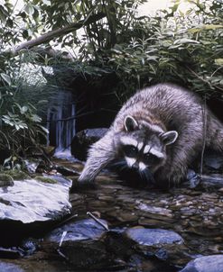 Searching The Stream- Racoon