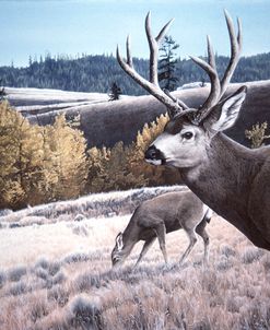 Mule Deer In Aspen