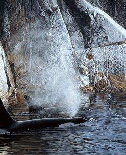 Deep Water- Orcas