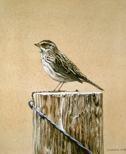 Savannah Sparrow