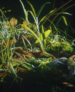 Golden Crowned Kinglet