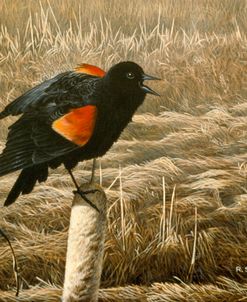 Red Winged Blackbird