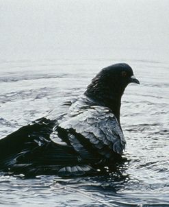 Rock Dove Bathing