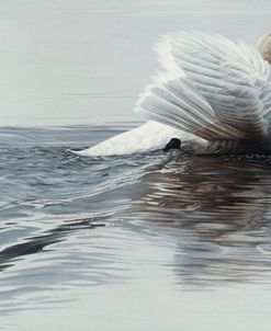 Gliding Swan