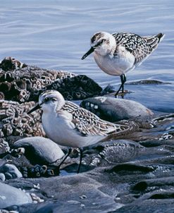 Sanderlings