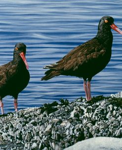 Oyster Catchers