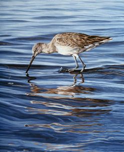 Willet