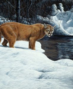 Waters Edge – Cougar