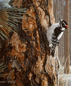 Winter Pine- Downy Woodpecker