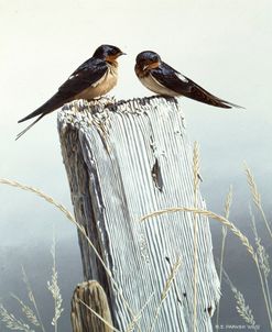 Barn Swallows On Fence Post