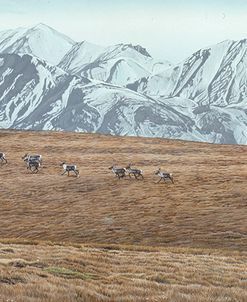 Northern Skyline – Caribou