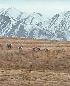 Northern Skyline – Caribou