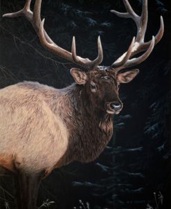 Wapiti Portrait