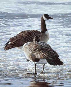 Freeze Up- Canada Geese