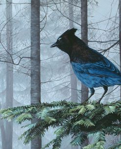 Stellers Jay In Fog