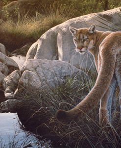 Creekside Cougar