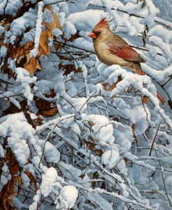 Cardinal In Brambles