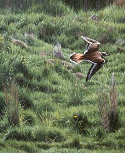 Spring Flight