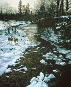 Winter Creek & Whitetails