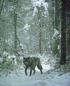 Winter Encounter – Wolf
