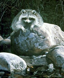 Low Water – Raccoon