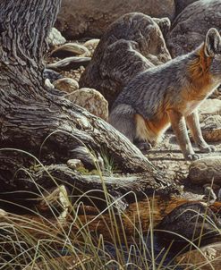 Desert Respite- Kit Fox