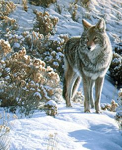 Winter Sage- Coyote