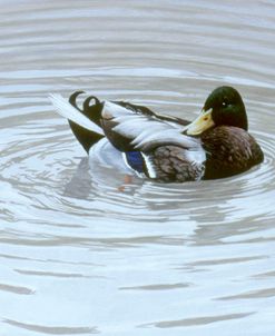 Preening