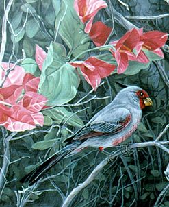 Pyrrhuloxia