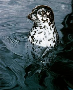 Harbor Seal