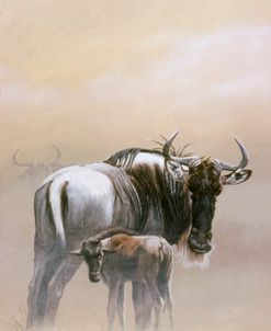 Wildebeest