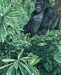 Gorilla