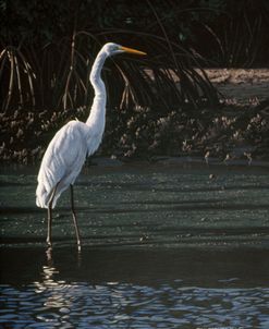 Great Egret