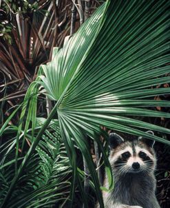 Everglades Raccoon