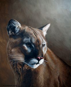 Cougar